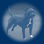 Staffordshire Bullterrier
